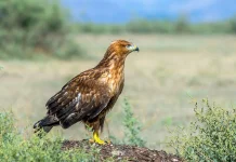 Menyingkap Pesona Buzzard Kaki Panjang, Burung Pemangsa Unik Penguasa Stepa