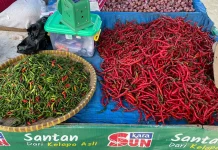 Pasokan Melimpah, Harga Cabai Merah di Pasar Pulau Baai Turun