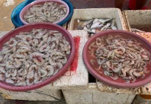 Cuaca Jadi Penentu Harga Udang di Pasar Pulau Baai