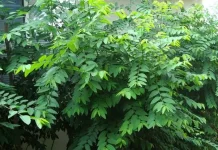 Daun Katuk, Sayuran Hijau yang Kaya Nutrisi dan Baik untuk Melengkapi Pola Makan