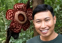 Rafflesia Hasseltii Kembali Mekar di Hutan Bukit Balai Rejang