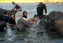 Lestarikan Habitat dan Lindungi Gajah Seblat Melalui Global Elephant Day