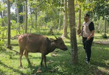 Berikut Penyakit Hewan Ternak yang Menyebabkan Kerugian