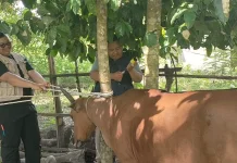Dinas Pertanian Kaur Imbau Peternak Waspadai Penyakit Hewan Ternak
