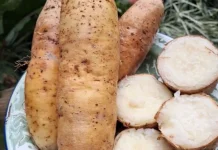 Mengenal Mbili atau Gembili dan Manfaatnya bagi Kesehatan