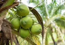 Air Kelapa Bisa Bantu Hidrasi saat Cacar Air, Benarkah Bisa Mengobati?