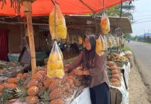 Pasokan Nanas Melimpah di Pasar Bengkulu, Harga Masih Tinggi