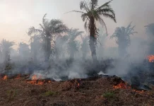 Sebanyak 126 Kecamatan di Bengkulu Berpotensi Karhutla, 14 Berisiko Tinggi