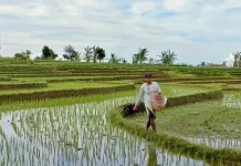 Pemkab Bengkulu Utara Pastikan Stok Pupuk Subsidi Aman