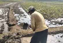 Musim Kemarau Tekan Hasil Panen Padi di Semarang, Sejumlah Petani Tunda Tanam