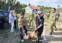 Satpol PP Kaur Terus Gencarkan Razia Hewan Ternak