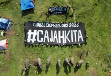 Elephant Camp 2026: Seruan Penyelamatan Gajah Sumatera dari Bentang Seblat