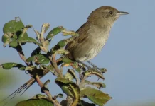 Perijá Thistletail: Burung Unik dengan Ekor Menawan dari Andes