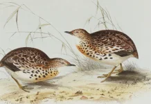 Fakta Unik Burung Gemak: Kembaran Burung Puyuh yang Misterius