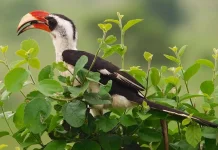 Simbiosis Unik Rangkong Von Der Decken dan Luwak Kerdil di Savana Afrika