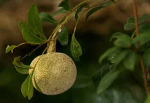Keajaiban Buah Kawista: Khasiat Alami untuk Kesehatan Tubuh