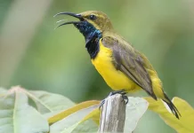 Fakta Burung Madu Sriganti yang Mirip Kolibri: Kembaran Berbeda Keluarga