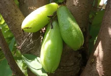 Misteri Belimbing Wuluh: Benarkah Buah Masam Ini Bisa Menjadi Manis?