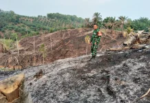 Babinsa Koramil 423-05/Kerkap Pantau Bekas Kebakaran Lahan Kebun
