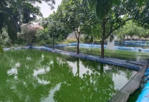 Harga Pakan Jadi Tantangan Pembudidaya Ikan Air Tawar