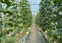 Budidaya Melon Greenhouse Dorong Produksi dan Perluasan Pasar di Bengkulu