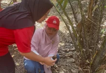 Perkebunan Salak di Bengkulu tengah Jadi Agrowisata
