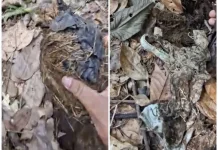 Krisis Habitat Akibat Alih Fungsi Ancam Nyawa Gajah Sumatera di Bentang Seblat