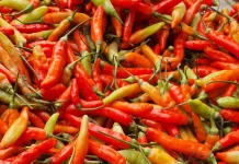 Awas Lambung jika Terlalu Sering Makan Pedas