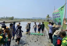 Bengkulu Selatan Mulai Meakukan Gerakan Tanam Padi dengan Metode PM-AAS