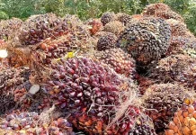 Harga TBS Kelapa Sawit Tingkat Pabrik di Bengkuku Utara Capai Rp3.000/kg