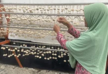 Selama 25 Tahun Bertahan, Isnaini Pertahankan Pembuatan Ragi Tapai