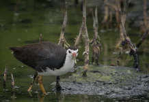 Burung Truwok: Unggas Lahan Basah dengan Beragam Julukan Unik