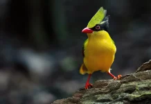 Pesona Ekek Dada-Kuning, Burung Eksotis Pemikat Hutan Indochina