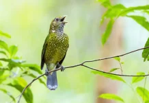 Fakta Unik Green Catbird, Burung Berbulu Hijau dengan Suara Mirip Kucing