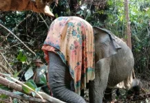 Perkuat Konservasi Gajah Sumatera di BAS, BKSDA Bengkulu Pasang GPS Collar
