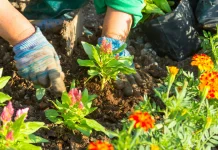 Manfaat Berkebun untuk Kesehatan Mental, Bisa Bantu Redakan Stres