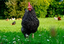Mengenal Keunikan Ayam Ketawa, Ayam Lokal dengan Suara Kokok yang Menghibur