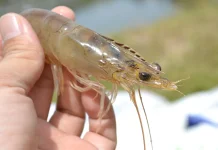 Shrimp Posture, Kebiasaan Membungkuk yang Bisa Memicu Nyeri Leher dan Punggung