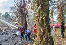 Karhutla di Bulan Agustus Menurun,Damkar Kaur Tetap Imbau Warga Waspada