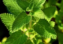 Mengolah Tanaman Herbal Menjadi Minuman dan Bahan Masakan