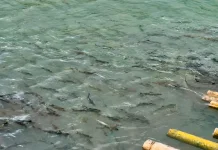Wisata Ikan Larangan Taba Lubuk Puding Jadi Daya Tarik Wisata Alam di Seluma