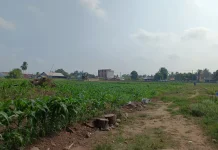 Tanaman Jagung Petani di Kampung Melayu Mulai Menghasilkan