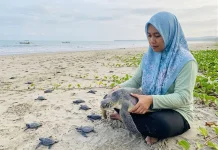 Konservasi Penyu di Pekik Nyaring Terus Berjalan di tengah Ancaman Abrasi