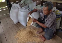 Dari Gabah hingga Sekam, Musim Panen Hidupkan Usaha Penggilingan di Sidorejo
