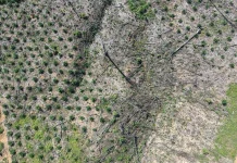 Deforestasi Bentang Alam Seblat Masih Terjadi, Genesis Desak Evaluasi PBPH
