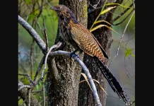 Mengenal Pheasant Coucal, Burung Kukuk Unik Penghuni Padang Rumput