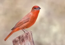 Mengenal Hepatic Tanager, Burung Pegunungan Penghuni Hutan Pinus