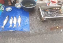 Harga Ikan Air Tawar di Bengkulu Naik, Nila dan Patin Capai Rp35 Ribu per Kilogram