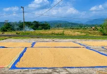 Penjemuran Gabah, Tahap Penting Jaga Kualitas Hasil Panen Padi