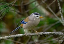 Mengenal Minla Sayap-Biru, Burung Mungil Penghuni Hutan Pegunungan